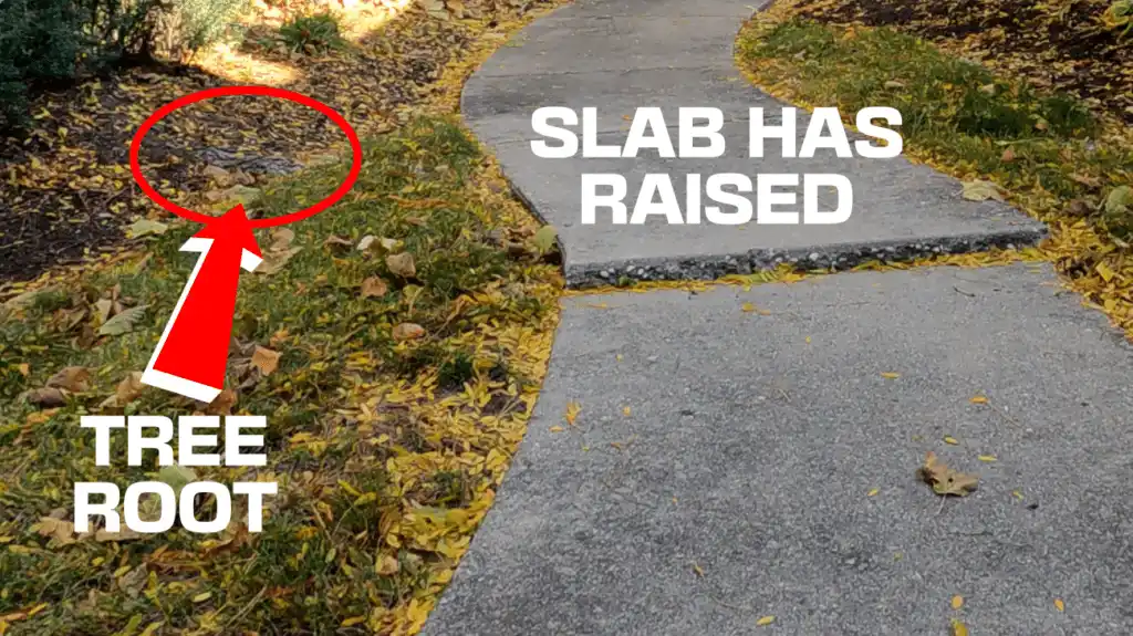 A red circle highlights a tree root under a sidewalk slab that has been raised. Yellow leaves are scattered on the ground.