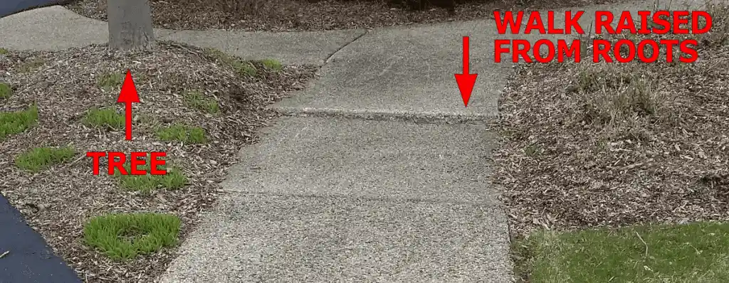 A sidewalk is uneven, with one section raised higher than the other due to tree roots nearby. Red arrows point to a tree and the raised section, labeled TREE and WALK RAISED FROM ROOTS.
